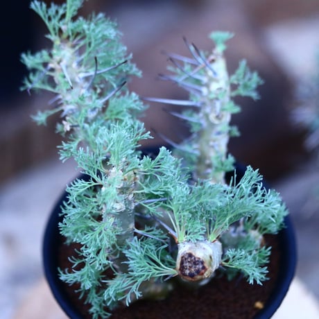 サルコカウロン  ヘレー／Sarcocaulon herrei     no.111436