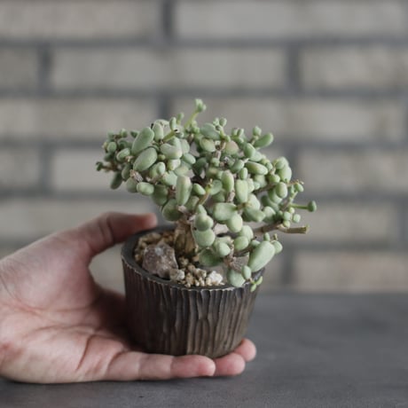 Ceraria pygmaea × takero pot (3号)  no.419/106