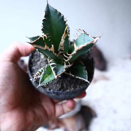 アガベ  チタノタ  レッドキャットウィーズル   Agave titanota"Red Catweezle”   no.90805