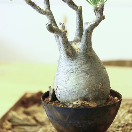 パキポディウム  グラキリス / Pachypodium  gracilius   no.52107