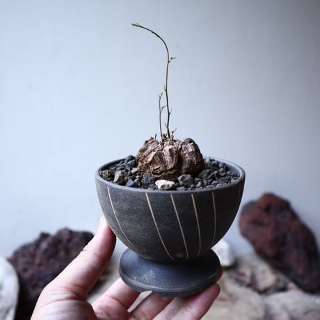 ディオスコレア   亀甲竜    Dioscorea elephantipe     no.91512