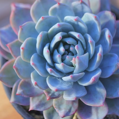 エケベリア　ブルーバード  Echeveria 'Blue Bird'     no.20736