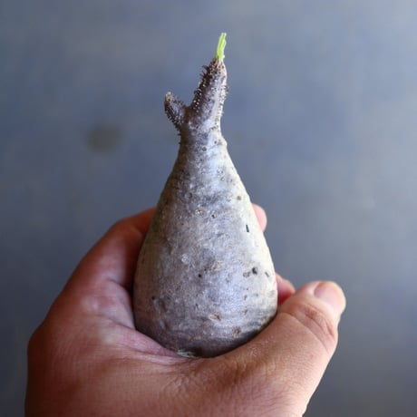 パキポディウム グラキリス 抜苗  Pachypodium rosulatum var. gracilius no.100615