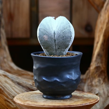 アストロフィツム  恩塚ランポー玉  / Astrophytum myriostigma cv.  no.22661