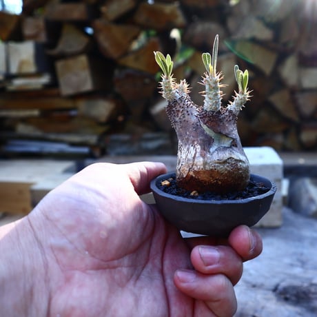 パキポディウム  グラキリス／Pachypodium  gracilius    no.50921