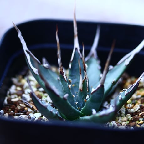 アガベ  ユタエンシス    エボリスピナ  Agave uthaensis var. eborispina  no120614