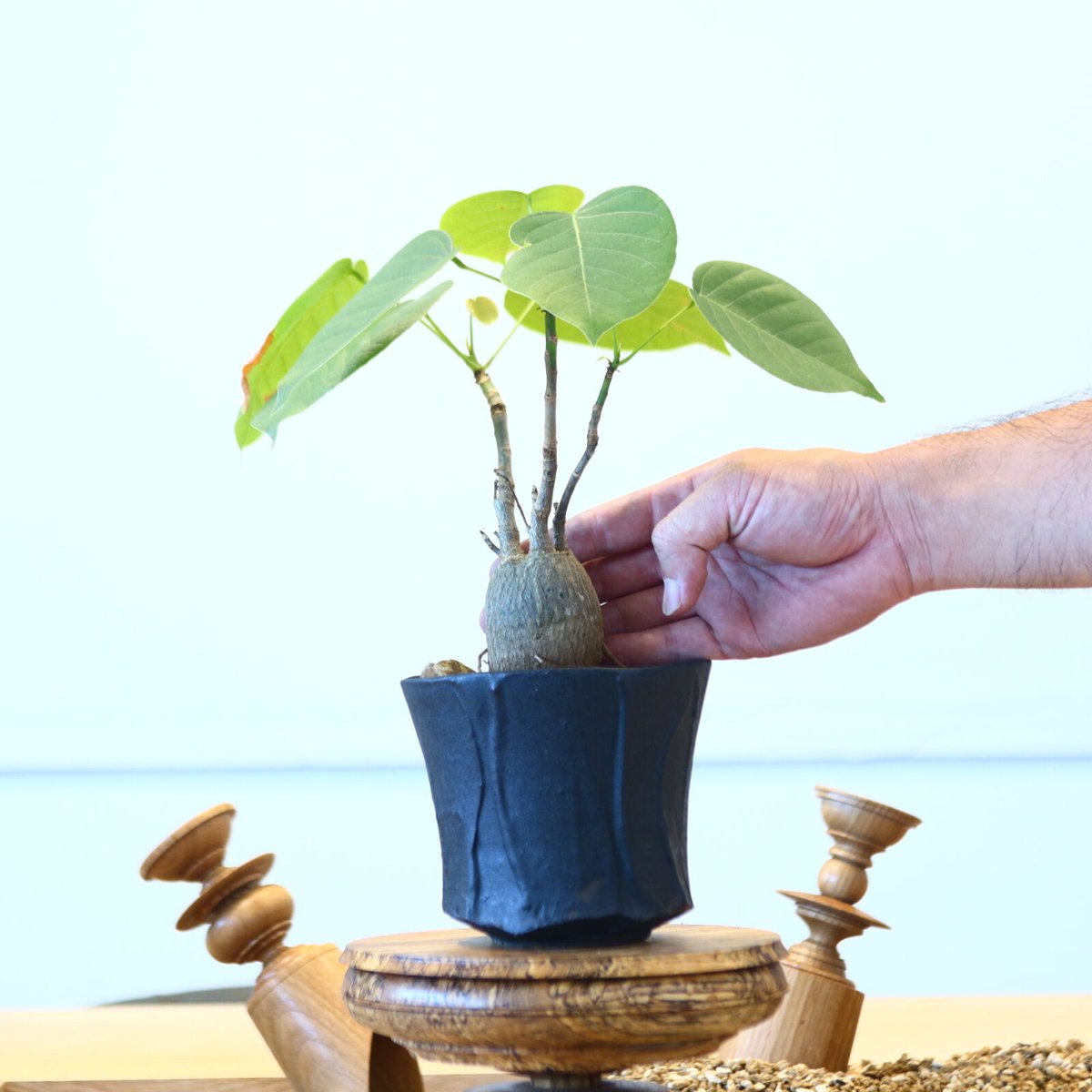 プセウドボンバックス エリプティクム / Pseudobombax