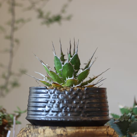 Agave horrida × Yuta Uchida   no.82501