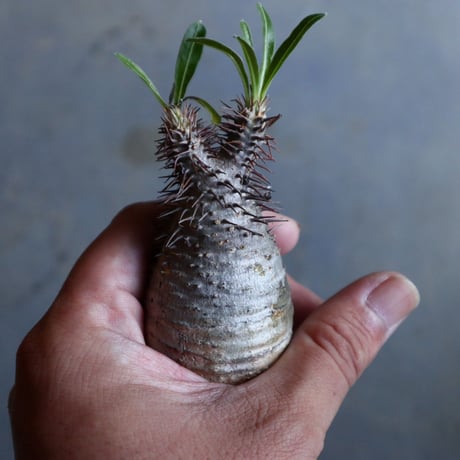 パキポディウム グラキリス   Pachypodium rosulatum var. gracilius no.110321