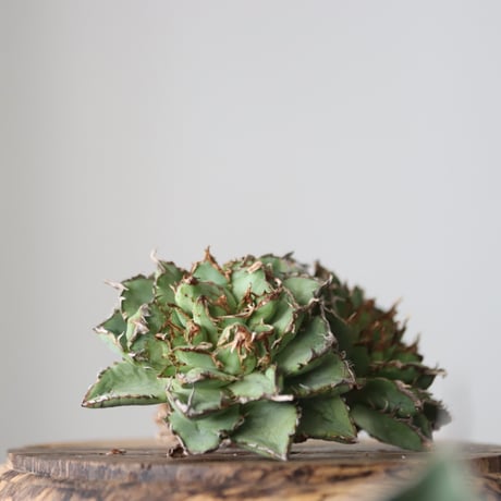 Agave titanota filigree Devil/ Style of Chika　no.42139