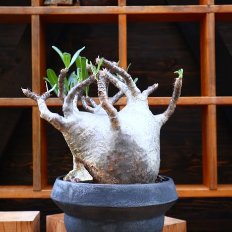 パキポディウム  グラキリス／Pachypodium  gracilius       no.60575