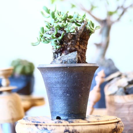 Ceraria pygmaea × N/OH     no91717