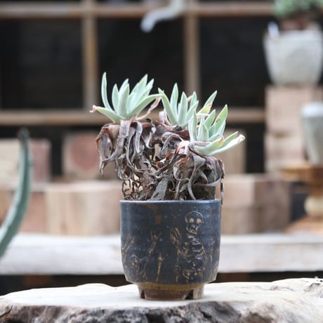 dudleya | STORES