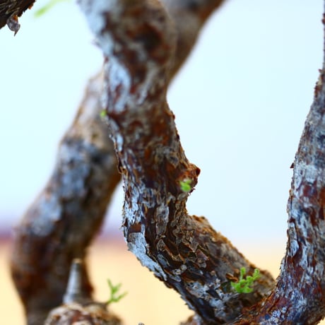 コミフォラ モンストローサ / Commiphora monstrosa   no.62507