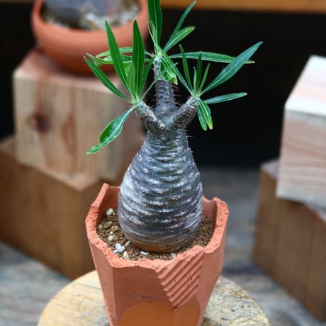 パキポディウム  グラキリス／Pachypodium  gracilius   no.72416