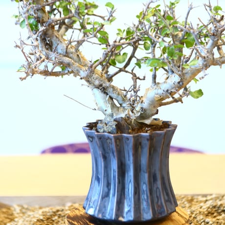 Commiphora wightii × soso   no.100855