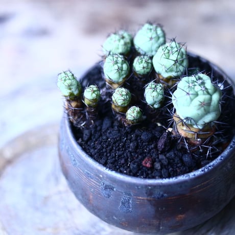 オルテゴカクタス　マクドガリー　 Ortegocactus macdougallii  no.101808