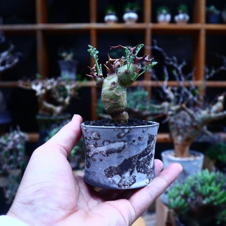 ペラルゴニウム  クリズミフォリウム／Pelargonium crithmifolium    no.53010