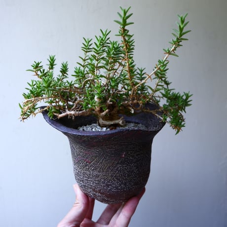 トリコディアデマ  ブルボスム  姫紅小松　Trichodiadema bulbosum    no.60231