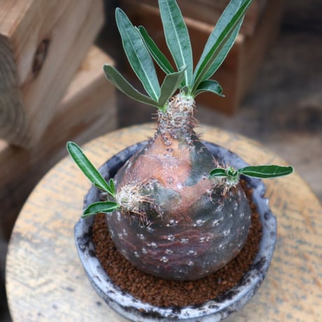 パキポディウム  グラキリス／Pachypodium  gracilius     no.82801