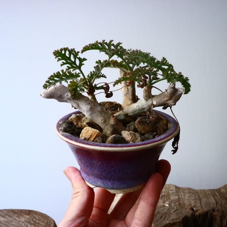 ペラルゴニウム   カルノーサム   Pelargonium carnosum  No.010