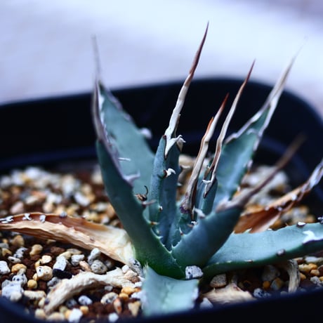 アガベ  ユタエンシス    エボリスピナ  Agave uthaensis var. eborispina  no120611
