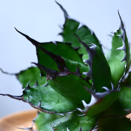 アガベ ホリダ    Agave horrida     no.1025-7