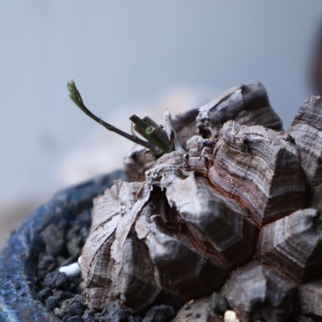 ディオスコレア   亀甲竜    Dioscorea elephantipe     no.90822