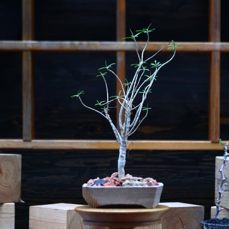 ユーフォルビア   バルサミフェラ／Euphorbia balsamifera   no.101051