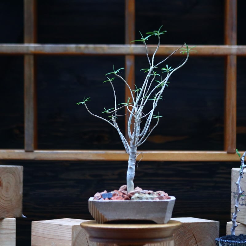 ユーフォルビア バルサミフェラ／Euphorbia balsamifera no.10