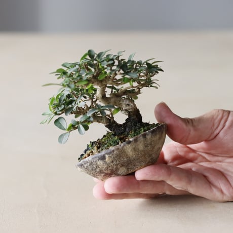 イボタ / twinz bonsai (2.5号)  no.913/75