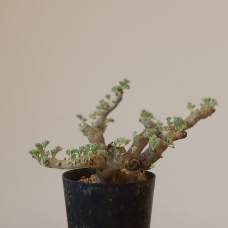 Monsonia multifida  no.921-13