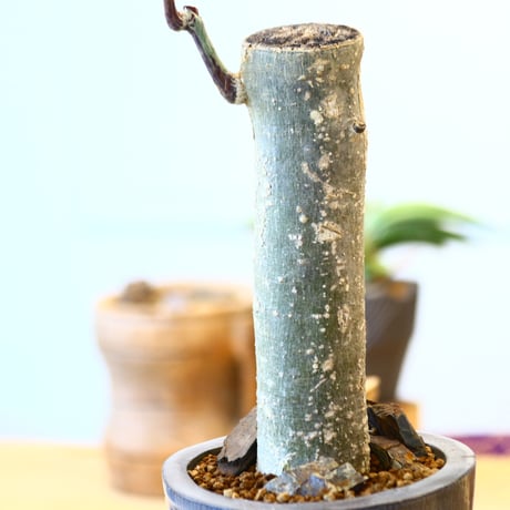 Adenia perrieri × N/OH  no.92442