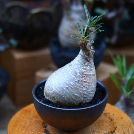 パキポディウム  グラキリス／Pachypodium  gracilius       no.92648