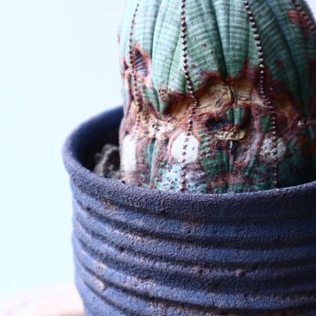 ユーフォルビア  オベサ   Euphorbia obesa   no.20308