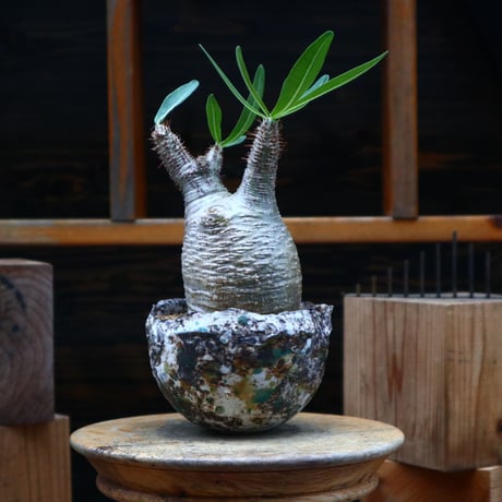 パキポディウム  グラキリス／Pachypodium  gracilius   no.80763
