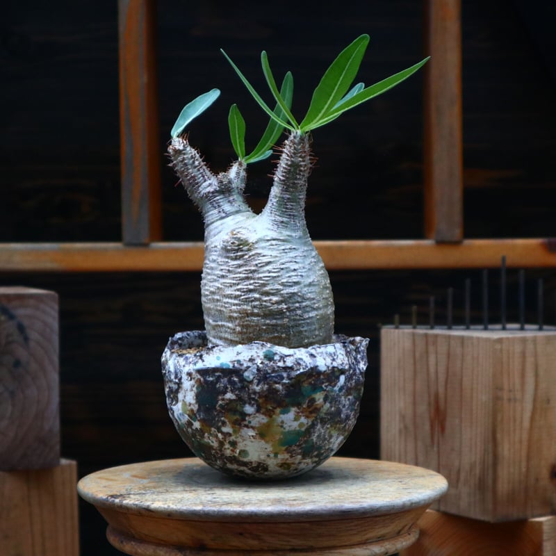 パキポディウム グラキリス／Pachypodium gracilius no.8076