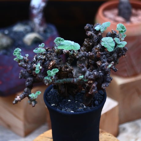 ぺラルゴ二ウム   エキナツム／Pelargonium  lechinatum   no.101021