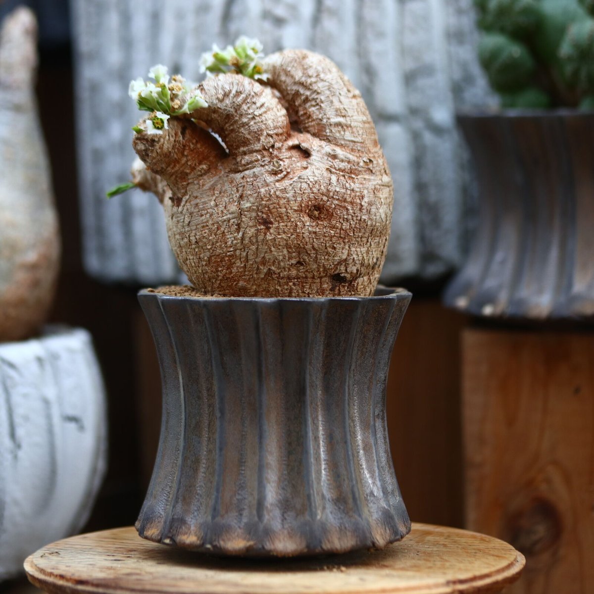 ユーフォルビア プリムリフォリア / Euphorbia primulifolia / 発根