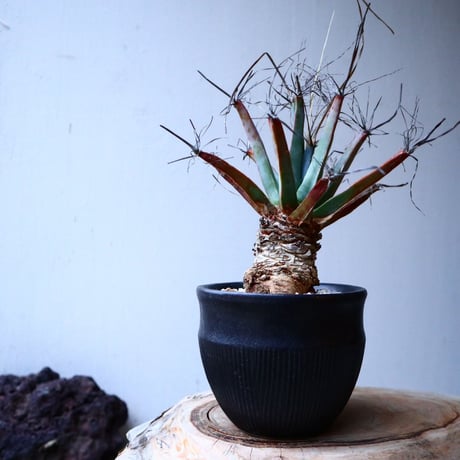 レウクテンベルギア  晃山    Leuchtenbergia principis  no.20346