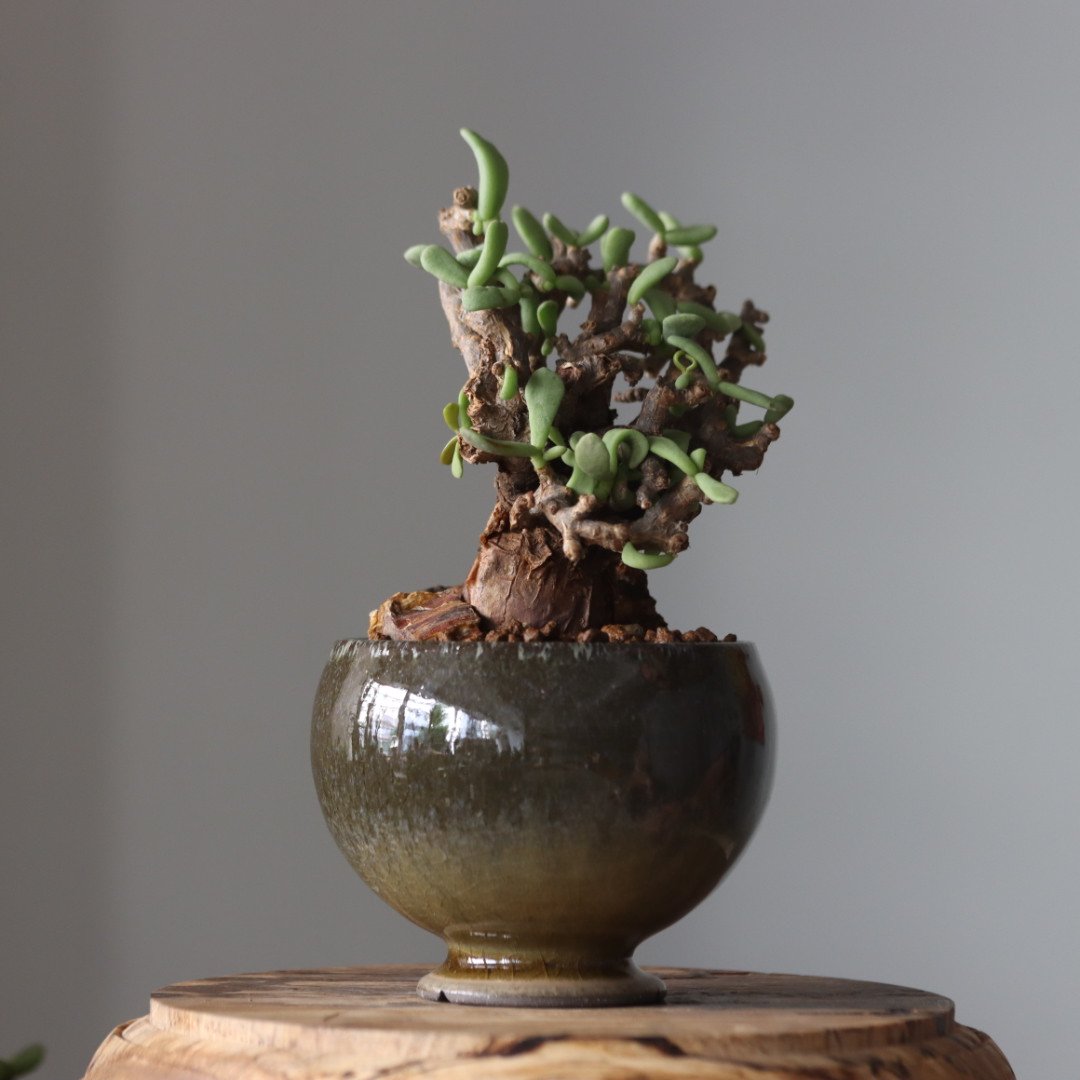 早い者勝ち特価！ 長期管理 現地球 ケラリア ピグマエア 中川智治 作家鉢 Ceraria pygmaea × 山山 特別共作鉢 (安西岳郎 × 中川智治) (3.5