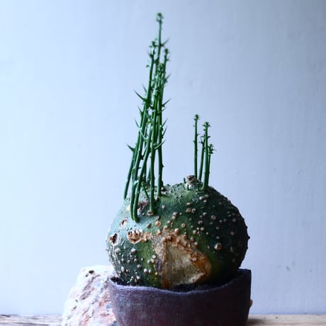アデニア  グロボーサ      Adenia globosa       no.90640