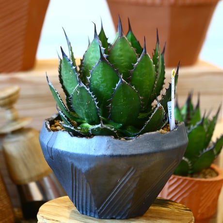 N/OH × Agave horrida   no. 111929