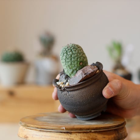 Larryleachia cactiformis  / 仏頭玉 × takero pot (2.5号)   no.111/27