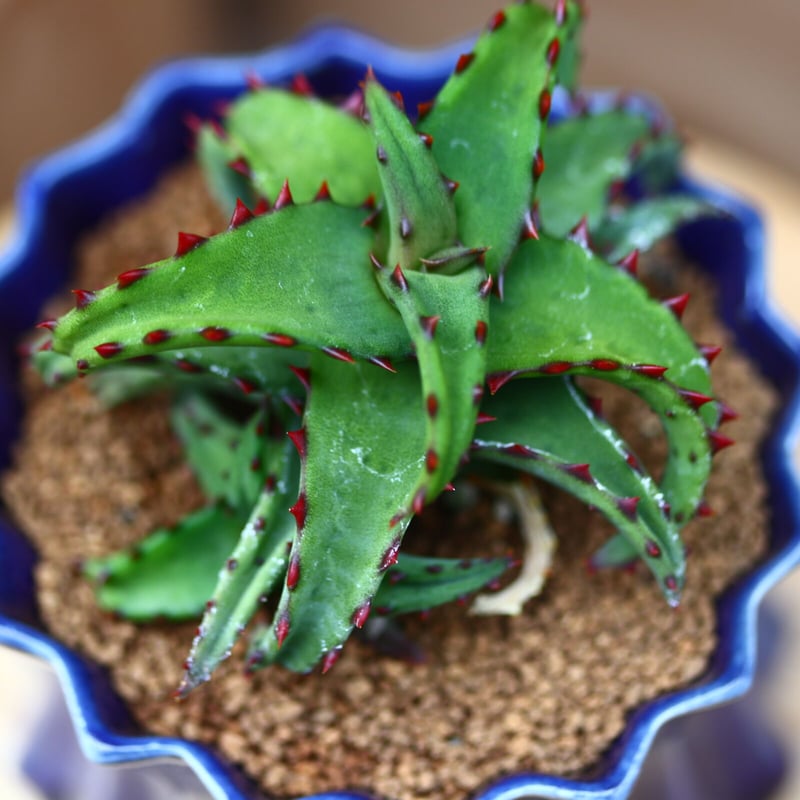 カスティロニアエ アロエ 47c3072fc966d9285926e3d0d30ad7