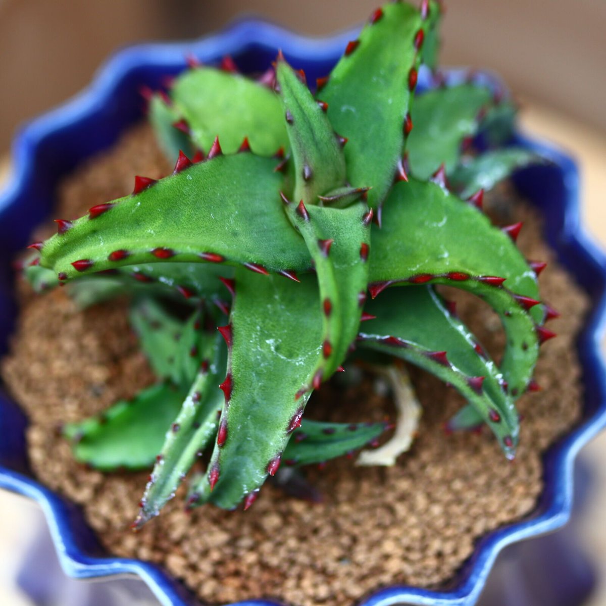 アロエ カスティロニアエ／Aloe Castilloniae no.40323 | 芽の巣山