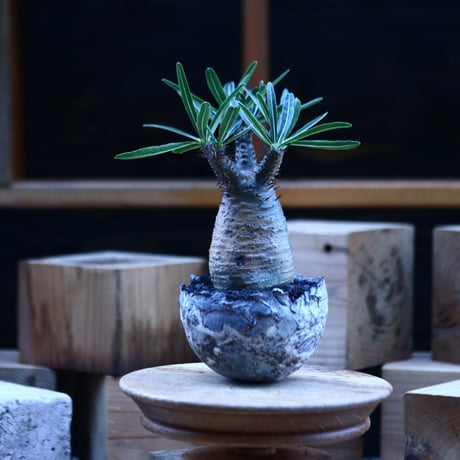 パキポディウム  グラキリス ／Pachypodium  gracilius     no.103157