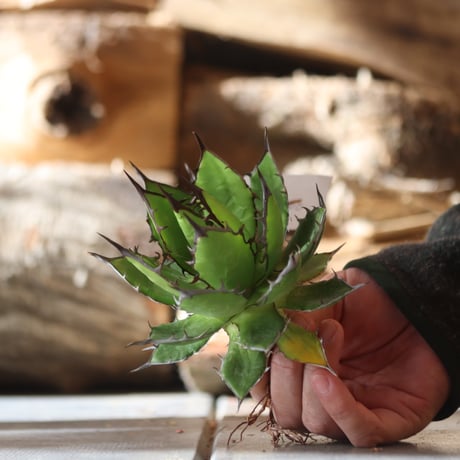 U.S. horrida (Agave horrida) / Style of Chika　no.1203-13