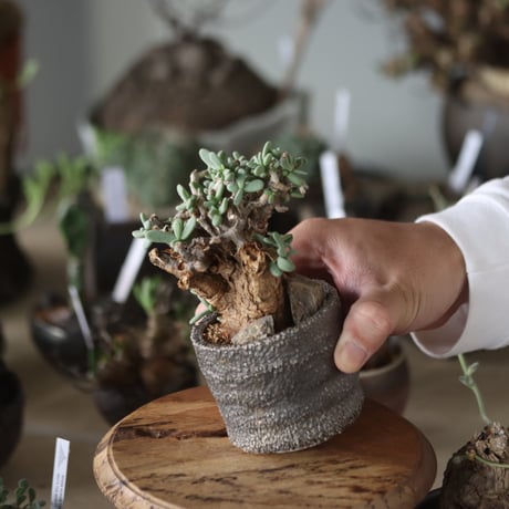 Ceraria pygmaea × takero pot   no.1201-21