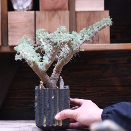 サルコカウロン ヘレー／Sarcocaulon herrei    no.20592